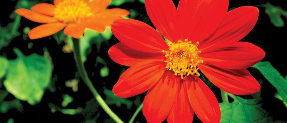 Gergera daisy