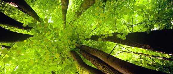 trees looking up